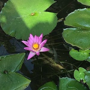 Meet your Posher, Tamara